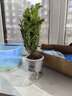 樱霞【顺丰上门】花卉植物室内桌面净化空气水培小绿植好养活驱蚊盆栽 胡椒木+九里香 带盆 实拍图