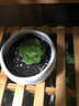 若绿真便宜多肉好养老桩绿植花卉小苗肉肉花植物小盆栽清棚 吉娃娃多肉 含盆+土 实拍图