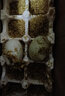 白荡里 鸭蛋 土鸭蛋56g/枚 新鲜鸭蛋农家散养生鸭蛋现捡现发新鲜到家 新鲜土鸭蛋（均重）56g*30枚 实拍图