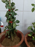 意轩花卉盆栽白茉莉白色茉莉花苗重瓣茉莉白茉莉盆栽茉莉 风车茉莉3年苗 实拍图