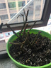 绿之妙圆叶正宗虎头茉莉花盆栽室内浓香花卉重瓣老桩带花苞四季开花植物 实拍图