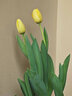 易囍艺 郁金香种球水培盆栽花卉土培室内花绿植盆栽水养植物花卉进口大 黄色郁金香1球+营养液 实拍图
