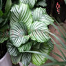 室内绿植花卉盆栽孔雀竹芋 猫眼彩虹绿植盆栽植物 苹果竹芋20-30厘米高 原盆原土发货 含原装简易塑料盆 实拍图