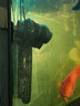 森森（SUNSUN）鱼缸冲浪泵水族箱造浪泵横流造流泵 JVP-200A 6w适合0.8米到1米的鱼缸 实拍图