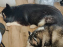 安诺安贝安诺狗粮金毛拉布拉多哈士奇阿拉斯加大中型幼犬全价狗粮15kg 实拍图