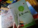 去年的树 彩插版  三年级推荐阅读  小学语文教科书同步阅读书系 课外作家系列快乐读书吧 小书童 实拍图