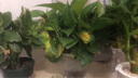 九千谷绿萝盆栽除甲醛室内桌面绿植盆景百搭植物自吸盆4盆源头直发 实拍图