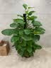 白兰花盆栽花卉植物室内花四季黄角兰白玉兰花树苗老桩带花苞开花 白兰4年苗70cm高当年开花 不含盆 实拍图