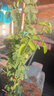 花友藤本月季花苗月季花树苗盆栽特大花苗庭院爬藤植物阳台蔷薇爬墙 蒂娜【爬藤】大苗 1-1.3米高度多分叉 实拍图
