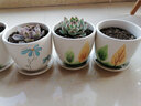 裕轩堂多肉组合随机花盆陶瓷绿萝吊兰室内创意简约多肉大号桌面阳台盆栽 4个14厘米花盆随机（发） 小 实拍图