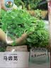 绿林花语马齿苋种子野生食用四季蔬菜盆栽野菜马齿菜蚂蚱菜长寿马齿苋种孑 实拍图