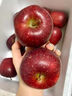 味果生甘肃天水花牛苹果应季新鲜水果刮泥粉面宝宝辅食蛇苹果整箱送礼 3斤中果【70-75mm】 实拍图