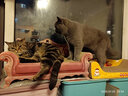 佩玛思特猫粮 深海鱼鸡肉系列 成猫幼猫低敏猫主粮 佩玛斯特 幼猫粮/怀孕母猫粮2kg 实拍图