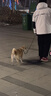 多可特（D-cat）狗罐头狗零食罐头成犬幼犬全品种狗粮伴侣狗狗湿粮膳食罐 【科学配比】牛肉味85g12罐 实拍图