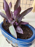 春沭 紫罗兰苗 紫罗兰盆栽 紫罗兰吊兰盆栽室内阳台垂吊植物紫鸭跖草花卉绿植 紫罗兰盆栽 不含盆 实拍图