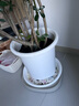 爱丽思（IRIS）花盆托彩色Deepot圆型盆栽花盆托加厚接水盘树脂塑料托盘花盆托 12号白色【搭配10号花盆】 实拍图