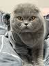 Lanswood 猫咪衣服防掉毛猫衣服冬保暖布偶猫无毛猫衣服搞笑狗狗宠物衣服 主图款【复合卫衣】灰 XL (10-13斤背长40cm胸围51-56cm 实拍图