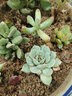 春草碧多肉植物盆栽老桩24款入门肉肉迷你多肉办公室内阳台桌面绿植花卉 精选多肉10颗不含盆 实拍图