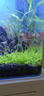 云峰海瑞 鱼缸造景真活体水草草坪水草种子鱼缸草缸造景水族箱装饰前景 爬地盒（长方盒）1盒 实拍图