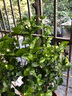 绿之妙圆叶正宗虎头茉莉花盆栽室内浓香花卉重瓣老桩带花苞四季开花植物 实拍图