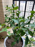 叶之静柠檬树苗 阳台 庭院植物 南方北方种植 果树苗 当年颗结果 香水柠檬 10年大苗当年结果 实拍图