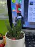 绿荫巷子仙人掌球多肉植物盆栽室内类电脑桌面绿植小盆栽组合好养肉肉盆景 趣味【招财手+金冠】白托盆+摆件 含盆 实拍图