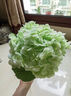野派手感保湿仿真花绣球花假花客厅花瓶花艺摆件家居插花高端软装饰品 浅绿色手感保湿绣球 1支 实拍图