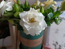 雅卉 栀子花带花苞水培花叶络石植物水培花卉盆栽文竹观花好养的花 加仑盆+160栀子花 含盆 实拍图