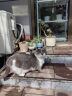 华元宠具（hoopet）猫咪沐浴露幼猫猫用洗澡专用香波杀菌除螨驱虫宠物去油去黄沐浴液 实拍图