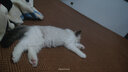 hoopet逗猫棒激光笔图案猫玩具解闷USB充电红外线猫爪逗猫神器猫藓灯 激光笔红灯图案+木天蓼玲珑球 实拍图