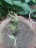 寿禾 广西七彩辣椒种子六彩观赏泡椒辣椒五彩盆栽夏秋季蔬菜菜籽 七彩辣椒苗 6棵 实拍图