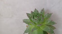 若绿真便宜多肉好养老桩绿植花卉小苗肉肉花植物小盆栽清棚 观音莲 含盆+土 实拍图