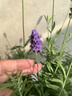 壹植薰衣草盆栽带花网红草植物室内外耐旱耐高温驱蚊四季开花好养绿植 齿叶薰衣草12cm盆（原生盆） 带盆栽好 晒单实拍图