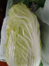 【顺丰】山东有机胶州大白菜 青岛三里河原产炖菜 新鲜当季蔬菜 4颗  16-20斤 实拍图