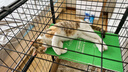 憨憨乐园猫抓板猫窝一体耐磨不屑猫爪窝立式双层瓦楞纸猫窝四季通用窝沙发 实拍图
