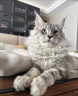 【纯种】缅因猫库恩猫银虎小猫活体宠物猫咪幼猫崽大体猫 宠物级 精品【银虎缅因猫】幼猫 实拍图