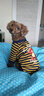 ISPET狗狗衣服宠物泰迪猫咪衣服金毛大中小型犬薄款四季通用&新疆棉 黑色-部分码数升级两袖 2XL 建议14-20斤 实拍图