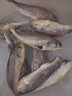 简鲜 东海活冻小黄花鱼海鲜国产黄鱼海鲜水产1000g（15-28条左右） 生鲜鱼类袋装 实拍图