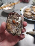 海鲜颂 活冻大鲍鱼 鲜活速冻海鲜水产 生鲜冷冻鲍鱼捞饭 贝类 火锅食材 1kg（约16只) 实拍图