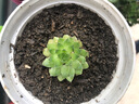 若绿 多肉植物 室内盆栽绿植花卉组合办公室多肉植物 橘子球（群生） 实拍图