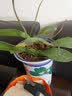 锦枫（jinfeng）4年大苗蝴蝶兰花苗鲜花四季植物室内客厅盆栽绿植花卉兰花苗大苗 福乐夕阳蝴蝶兰+透明原盆+原土 实拍图