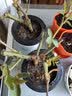 花无痕 玫瑰花苗 当年开花绿植盆栽室内外花卉观花植物庭院阳台蔷薇月季 Q蒙娜丽莎1棵 实拍图