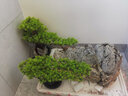 朴记 迎客松仿真盆景摆件客厅工艺品招财假绿植盆栽玄关电视柜办公室创意中式装饰品 圆盆雨花石且合-崖柏叶 实拍图