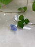 小花农儿童种植小盆栽迷你儿童种植小盆栽熊猫情绪桌面观察盲盒创意植物 熊猫清新种植杯【植物盲盒】1盒 向日葵凤仙花薄荷牵牛花随机发货 晒单实拍图