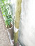 亚招 竹竿各种规格竹子菜园搭架篱笆栅栏彩旗装潢跳舞竹杆 2厘米粗1米长 晒单实拍图