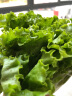 绿食者 生菜沙拉组合3.5斤 球生菜绿叶红叶生菜苦菊奶油生菜 轻食蔬菜 实拍图