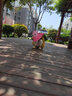 Lemonkid儿童防晒帽大帽檐原纱遮阳帽户外太阳帽男女童夏季防紫外线沙滩帽 星星粉小兔【造型】 帽围54cm【建议2-5岁】 实拍图