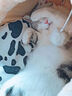 爱思得（ASCENDAR）宠物幼猫猫粮天然粮进口配方5.4kg（1.8*3） 猫咪主粮三文鱼新款 实拍图