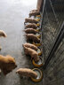 台派 狗粮40斤装牛肉味双拼通用型金毛萨摩耶拉布拉多德牧马犬中大型专用成犬幼犬粮20kg 实拍图