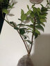 唯友 木香花苗庭院阳台木香苗盆栽爬藤植物黄木香 花苗攀援花卉树苗  红木香 中苗70-90厘米带分枝 实拍图